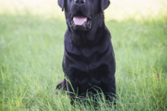 Request Quote: MollyQuirkPhotography - Pet Photographer - Austin, TX