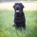 MollyQuirkPhotography - Pet Photographer - Austin, TX