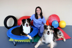 Request Quote: PUP Rehabilitation and Conditioning - Dog Physical Therapy - Tucker, GA