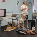 Pets1st - Pet First Aid Training - Tempe, AZ