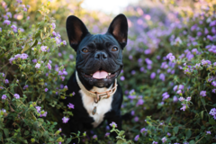 Request Quote: Rita Hogan - Holistic Canine Herbalist - Olympia, WA - Nationwide