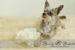 Request Quote: Pet Portrait Photography of your beloved dog! - Folsom, CA