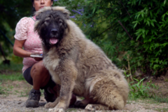 Request Quote: Private Dog Training and Canine Behavior  - Bristow, OK