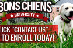 Request Quote: Bons Chiens Dog Training  - Beaumont, TX