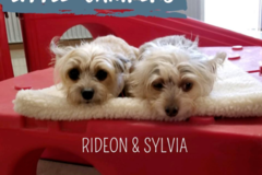 Request Quote: Camp Bow Wow Southport - Pet Boarding - Indianapolis, IN