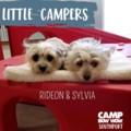 Camp Bow Wow Southport - Pet Boarding - Indianapolis, IN