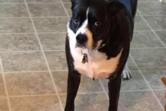 Request Quote: Pro Pet Sitting and Dog Walking by Tina Middleton  - Sewell, NJ