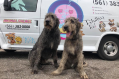 Request Quote: Animal Palace Pet Spa and Mobile Grooming - Wellington, FL