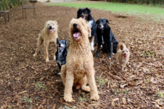 Request Quote: Ohana Pet Training - Kula, HI