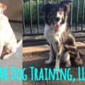 AB Dog Training Group and Private Classes  - Stow, OH