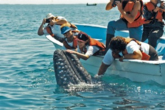 Request Quote: Reiki Orange County Center for Animal Reiki Care - Nationwide