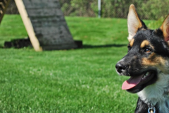 Request Quote: Sublime K9 - Become A Certified Private Dog Trainer - South Farmingdale, NY