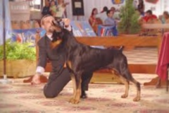 Request Quote: Dog Training Naturally - Professional Private Dog Training - Boynton Beach, FL