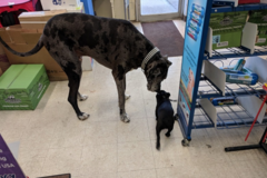 Request Quote: C&C Tropical Paradise Pet Shop - Pet Grooming - Philipsburg, PA