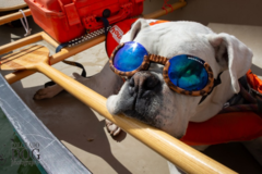 Request Quote: Colorado Dog Photography - Heeney, CO