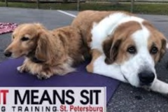 Request Quote: Sit Means Sit - In Home Dog Training - St. Petersburg, FL