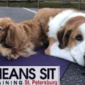 Sit Means Sit - In Home Dog Training - St. Petersburg, FL