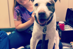 Request Quote: Paws on Point Veterinary Services LLC  - Cape Coral, FL