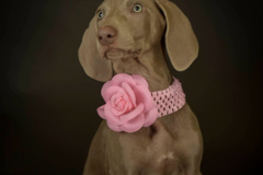 Request Quote: Ann Smith Pet Photography  - Lancaster, OH