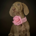 Ann Smith Pet Photography  - Lancaster, OH