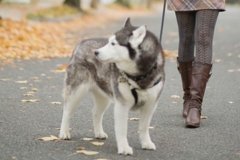 Request Quote: All Fur Pets - Certified Dog Trainer - Jacksonville, FL