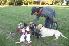 Request Quote: Care Private Dog Training Service - San Diego, CA