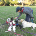 Care Private Dog Training Service - San Diego, CA