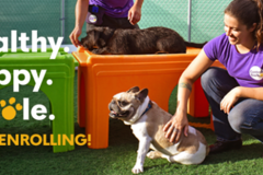 Request Quote: Central Bark Jacksonville - Dog Day Care - Jacksonville, FL