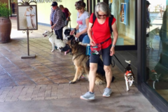 Request Quote: Oh, Behave! Private Dog Training - Behavior Solutions - Tucson, AZ