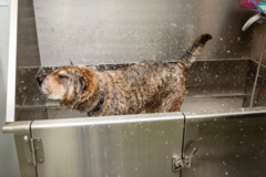 Request Quote: Salty Dog Wash Pet Grooming - Galveston, TX