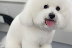 Request Quote: A Cut Above Pet Mobile Grooming  - Los Angeles, CA