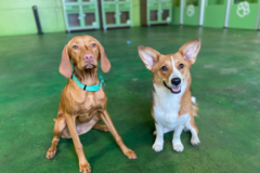 Request Quote: Barking Lodge Pet Resorts and Boarding - Fullerton, CA