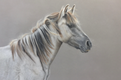 Request Quote: Renay Shaffer Fine Art - Pet Portrait Artist - Bellingham, WA