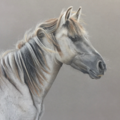 Renay Shaffer Fine Art - Pet Portrait Artist - Bellingham, WA