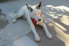 Request Quote: FRED4PAWS - Canine Mobile Massage Therapist - Castle Rock, CO
