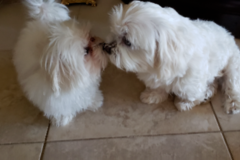 Request Quote: Pet At Home Pet Sitting Services  - West Palm Beach, FL