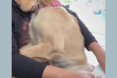 Request Quote: Happy Tails Pet Sitting  - Katy, TX