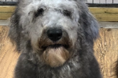 Request Quote: Steph’s Cute Critter Cuts - Mobile Pet Groomer - Deltona, FL