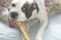 Request Quote: Pet Sitting & Pet Care - Dog Walker and Sitter - Philadelphia, PA