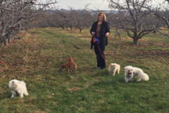 Request Quote: Kelley’s K-9 Camp - Positive Reinforcement Dog Training - Tieton, WA
