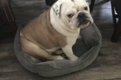 Request Quote: Primarily Pooches - Pet Sitting - Memphis, TN