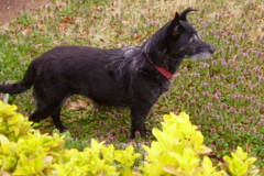 Request Quote: Gotta Go Pet Services - Pet Sitting and Dog Walking - Memphis, TN