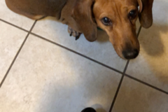 Request Quote: Ruffin' It In Home Pet Sitting Services - San Francisco, CA