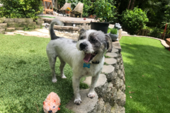 Request Quote: Peachtree City Dog Walking and Sitting Service - Peachtree City, GA