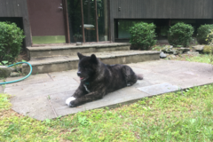 Request Quote: Laura Shames - Dog Walker and Pet Boarding - Pound Ridge, NY