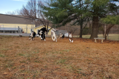 Request Quote: Elkhound Ranch Kennels - Kansas City, MO