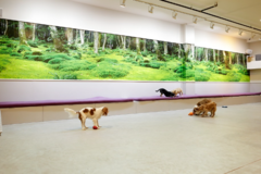 Request Quote: Dogma - Cage Free Dog Boarding and Grooming - New York, NY