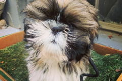 Request Quote: Denver Dog Walkers and In Home Pet Sitters - Denver, CO