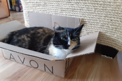Request Quote: A Purrfect Way Pet Sitting Service - Lusby, MD
