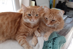Request Quote: A Purrfect Way Pet Sitting Service - Lusby, MD